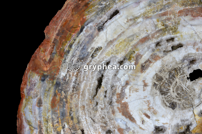 Tronc d'Araucaria silicifié (Petrified Forest NP, Arizona, USA) - gryphea.org